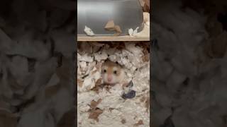 Hamster Makes Her Bed hamsters roborovskihamster cute [upl. by Spiro254]