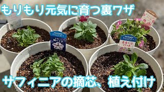 『サフィニア』摘芯amp植え付け。元気にもりもり育つ㊙裏ワザ！！サンフラアンバサダー2022花と生きるサントリーペチュニア [upl. by Inail843]