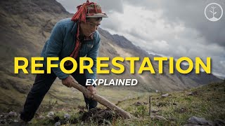 What is Reforestation  Eco Facts  One Tree Planted [upl. by Sitsuj905]