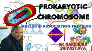 Prokaryotic chromosome ll Nucleoid Associated Proteins ll CSIRNET ll NEET [upl. by Dmitri]