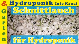 Säen von Schnittlauch Samen für Hydroponik Systeme in Perlite Substrat Anfängerfreundlich erklärt [upl. by Barna]