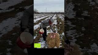 Buzzard feeder on organic haskap orchard [upl. by Aelam]