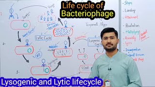 56 life cycle of Bacteriophage  Lysogenic  Lytic life cycle of Bacteriophage Fsc class 11 Biology [upl. by Pasol]