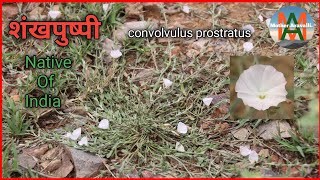 Shankhpushpi Convolvulus Prostratus शंखपुष्पी की महत्वपूर्ण जानकारी। [upl. by Odlawso]