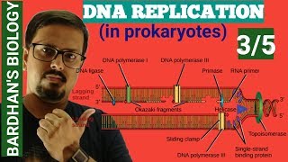 DNA REPLICATION in prokaryotes in HINDI 35 [upl. by Jarlathus]