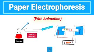 Paper Electrophoresis Animation [upl. by Gaw]