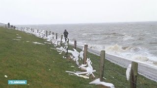 Piepschuim en tassen uit containerschip aangespoeld in Lauwersoog  RTL NIEUWS [upl. by Nava48]