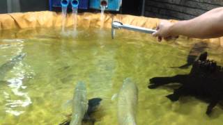 30quot Silver Arowana Jumps for his Food AMAZING [upl. by Cherise]