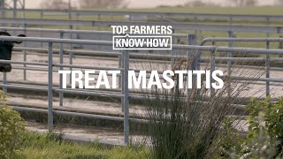 MASTITIS SERIES TREAT MASTITIS [upl. by Ailiec]