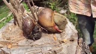 Manejo y Control del Caracol Gigante Africano [upl. by Selrahcnhoj]