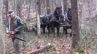 Hastings Stewardship Uens Horse logging [upl. by Enirtak560]