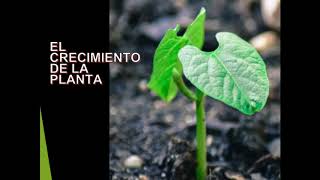 APRENDIENDO SOBRE LA GERMINACIÓN DE LAS PLANTAS ¿CÓMO NACE Y CRECE UNA PLANTA🌻🌼 ¡ISA TE EXPLICA [upl. by Dieter]