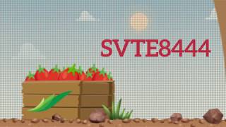 Tomate saladette determinado SVTE8444  Expertos Seminis [upl. by Amikat518]