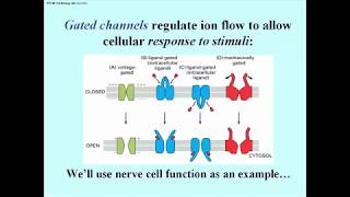 300 Types of Gated Ion ChannelsIllustrated [upl. by Sevy]