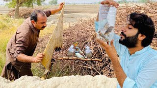 Finches Birds pakr liya 😱  How to Catch Finches Birds  Apna Dihat [upl. by Mommy]