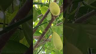 Baby jackfruit nangka fruit tree [upl. by Ayiram]