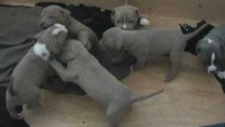 NEW Pit Bull Puppies for sale Now 2009 [upl. by Anayad]