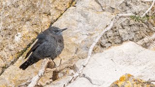 Monticole bleu  Blauwe Rotslijster  Blue Rock Thrush  Durbuy Belgium 050124 [upl. by Aiceled]