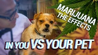 Marijuana  The Effects in You vs Your Dog [upl. by Bores]