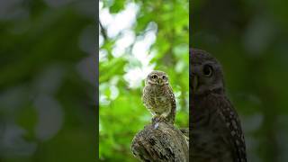 Owlet 2024 in Forest trending trendingshorts nature birdslover [upl. by Eetnuahs]