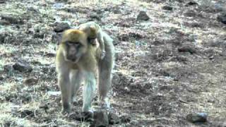 Macaque monkey baby amp mothers [upl. by Nylzor]