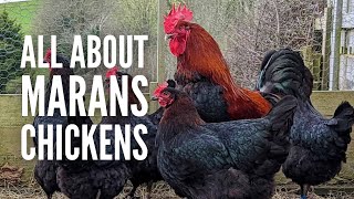 Marans Chickens Breed Profile Varieties and Care [upl. by Michaud328]