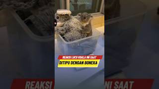 Ekpresi Lucu Koala Ini Saat Dipisahkan Dari Ibunya 🐨 [upl. by Benzel]