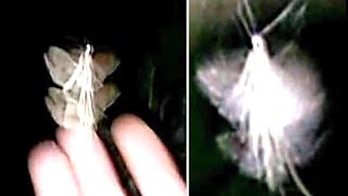 This Man Was Able To Capture The Clearest Images Of A Fairy Ever Taken [upl. by Asirac237]