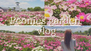 【Peonies garden vlog】愛宕山公園に満開のシャクヤクを見に行く日 vlog peonies garden [upl. by Lynad487]