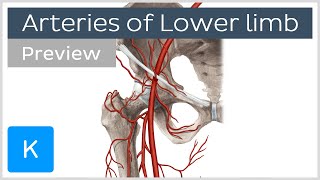 Overview of the lower limb arteries preview  Human Anatomy  Kenhub [upl. by Lewanna424]