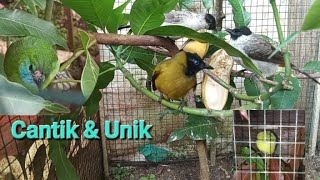 Aviary mini tempat burung Recehan dalam kandang [upl. by Narej]