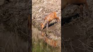 Indian Muntjac or Barking Deer shorts [upl. by Adnof977]