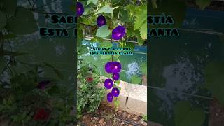 Sabías que Existe esta Ipomoea purpurea 🪻🪻 ipomoeapurpurea ipomoea flores plantas [upl. by Horne]