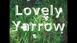 Lovely Yarrow HarvestDryingUses [upl. by Mott]