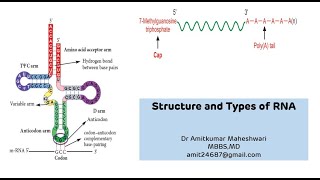 Structure and Types of RNA  RNA Ribonucleic Acid Functions  NEET PG  Molecular Biology [upl. by Ardell]