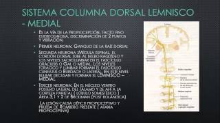 Sensibilidades somáticas Organización general las sensaciones táctil y posicional capitulo 47 Yo [upl. by Derward259]