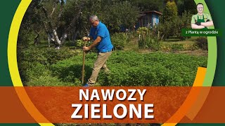 Nawozy zielone  Z PLANTĄ W OGRODZIE [upl. by Nagaer]