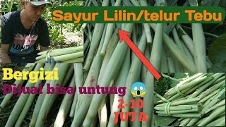 Menanam Sayur yang Kaya Manfaat Menambah Penghasilan dan Sumber Gizi Keluarga Sayur Lilin [upl. by Weirick]