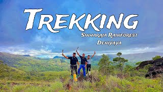 Trekking  Trails  sinharaja Rainforest Deniyaya [upl. by Vally]