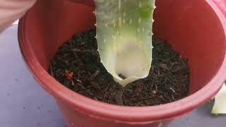 Propagating Aloe Vera Plant [upl. by Oah338]