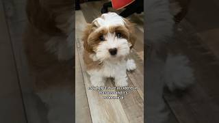 Easy Puppy Potty wipe dogpotty havanese havanesepuppy [upl. by Nivre]