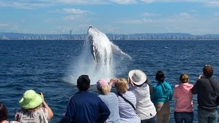 Gold Coast Whale Watching with Whale Watch Australia [upl. by Adiel]