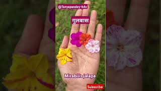 mirabiliagulaabasmiribilisjalaparareplantsflowersflowergardennaturegardeningyoutubeshorts [upl. by Kassey]