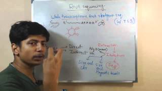 RNA sequencing [upl. by Neerehs]