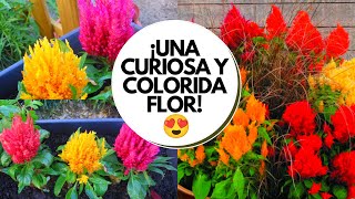 CelosiaCoxcomb Plant  Soil Care Fertilizer amp Propagation  How to Grow and Care Celosia Plant [upl. by Breskin405]