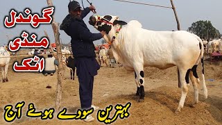 Gondal Mandi Attock Update 5 February 2024  Fatehjangi Bulls [upl. by Pitzer]