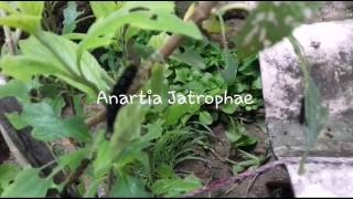 Anartia Jatrophae Lagarta Erva Cidreira  Biologia Insetos [upl. by Annabell]