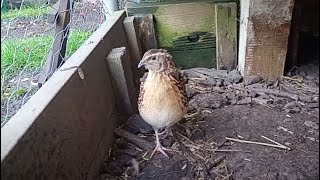 Quail Call Sounds 💙 Sounds inside aviary full of coturnix Quail males quailsound quail quailbird [upl. by Acyre]