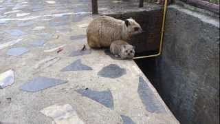 Hyrax and baby hyrax [upl. by Gould]