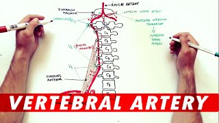 Anatomy Tutorial  The Vertebral Artery [upl. by Ignatzia]